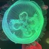 the ocd jellyfish