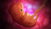 fetus-development-at-8-weeks-stocktrek-images.jpg