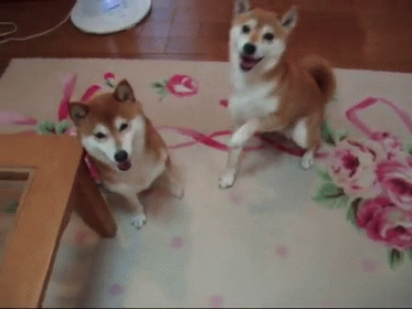 Who'S Your Best Friend? GIF - Shiba Inu Puppy - Discover & Share GIFs