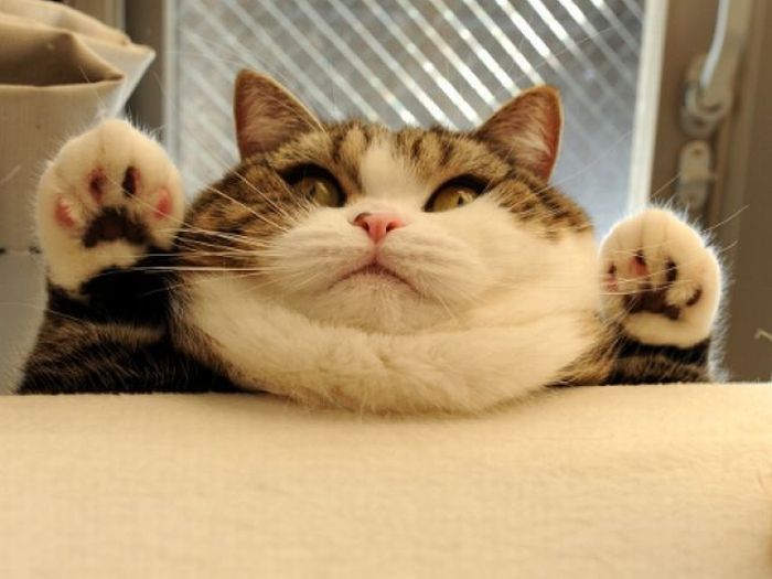 fat-face-cat.jpg